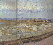 Vincent Van Gogh, La Crau with Peach Trees in Blossom (nn04)